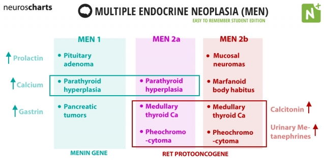 Multiple Endocrine Neoplasia Syndromes Multiple Endocrine Neoplasia 