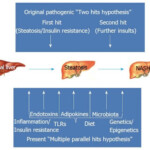 Fatty Liver Disease And Metabolic Syndrome Brett Elliott